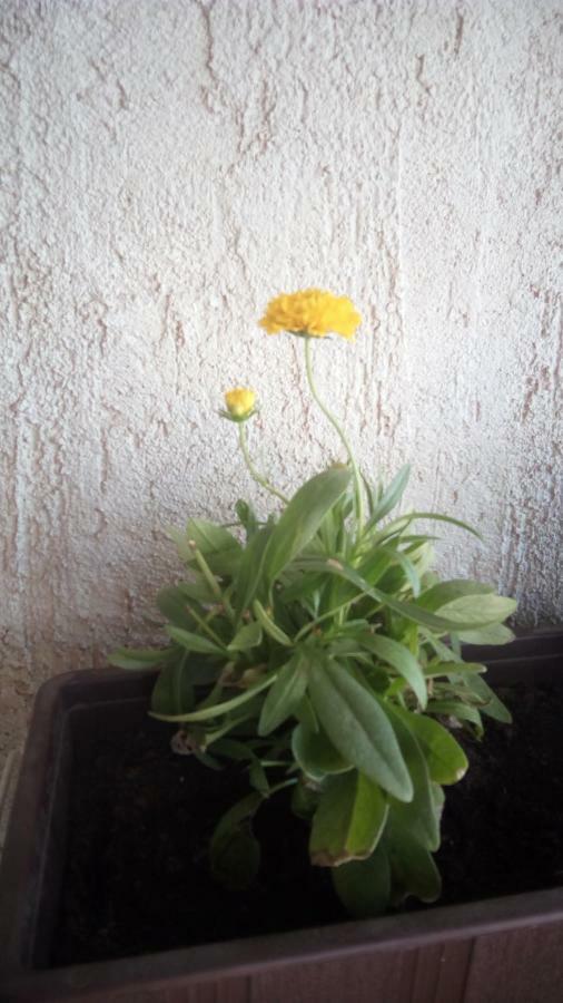 Apartment Butterfly Split - For Rest And Relaxation ภายนอก รูปภาพ